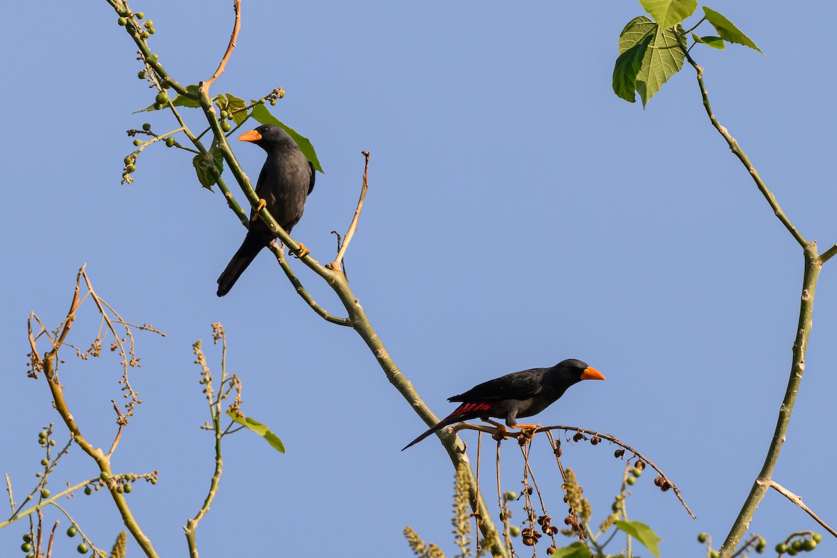 Finch-billed Myna - ML615089254