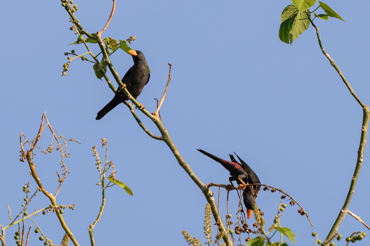 Finch-billed Myna - ML615089255