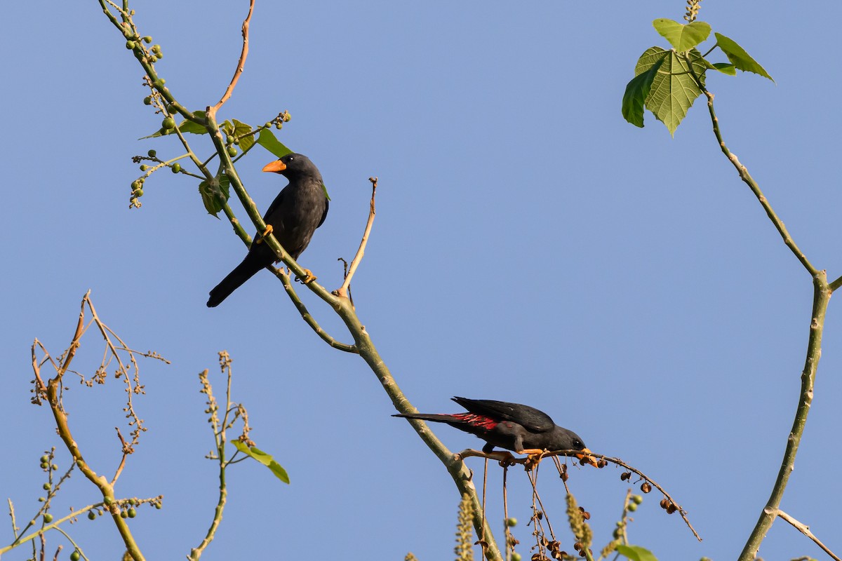 Finch-billed Myna - ML615089256