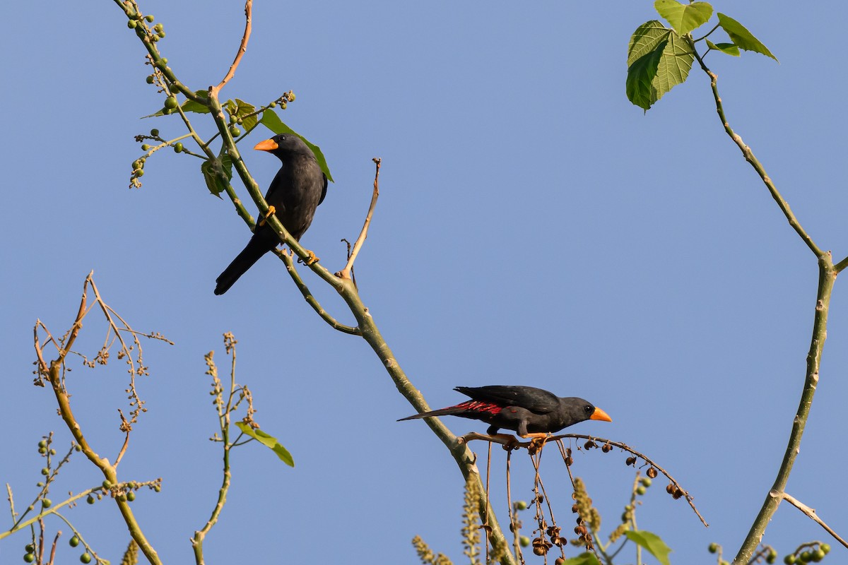 Finch-billed Myna - Stephen Davies