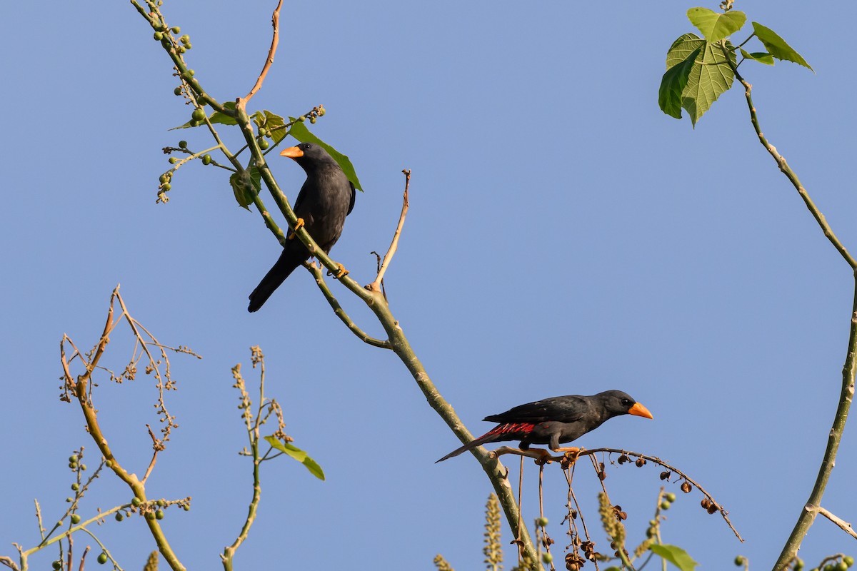 Finch-billed Myna - ML615089258