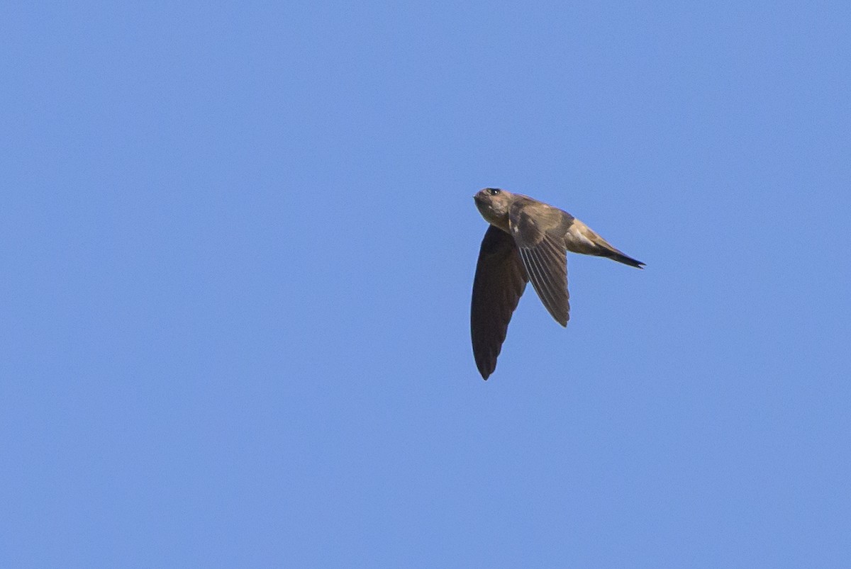 Sulawesi Swiftlet - Stephen Davies