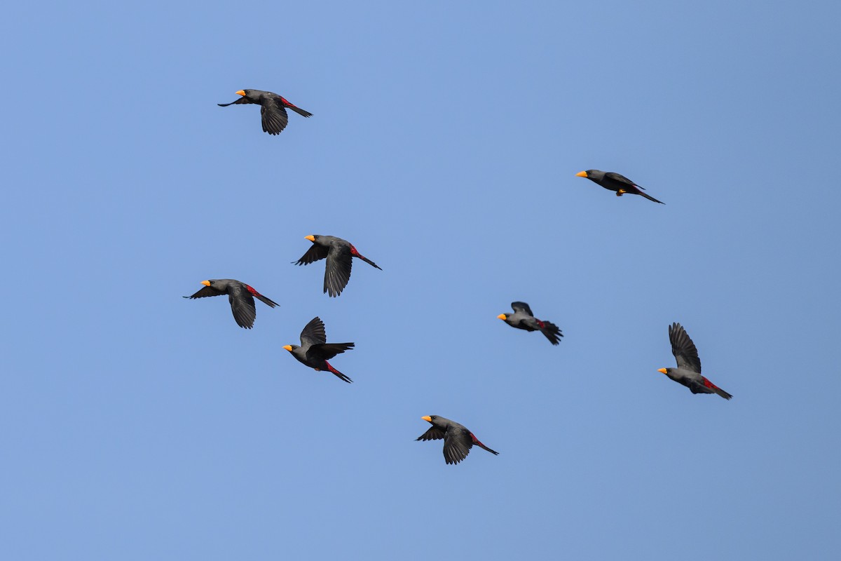 Finch-billed Myna - ML615089312