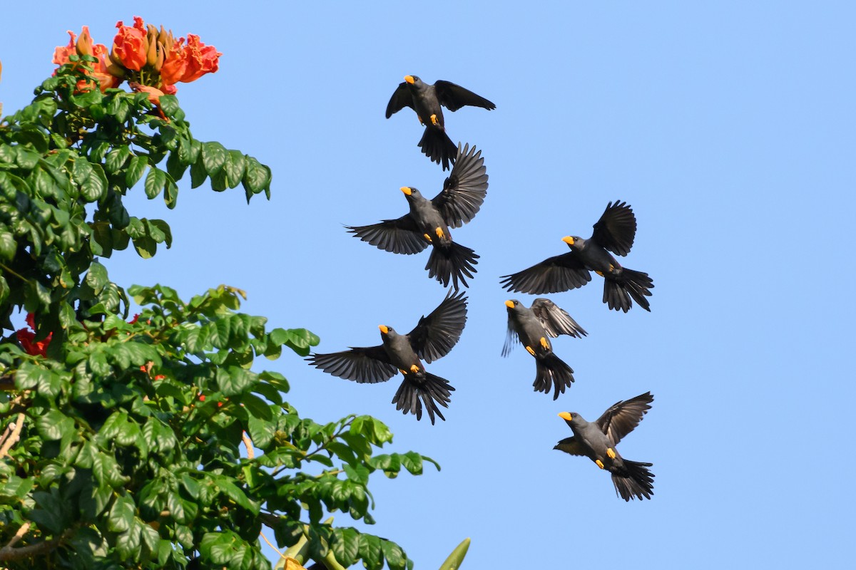 Finch-billed Myna - Stephen Davies