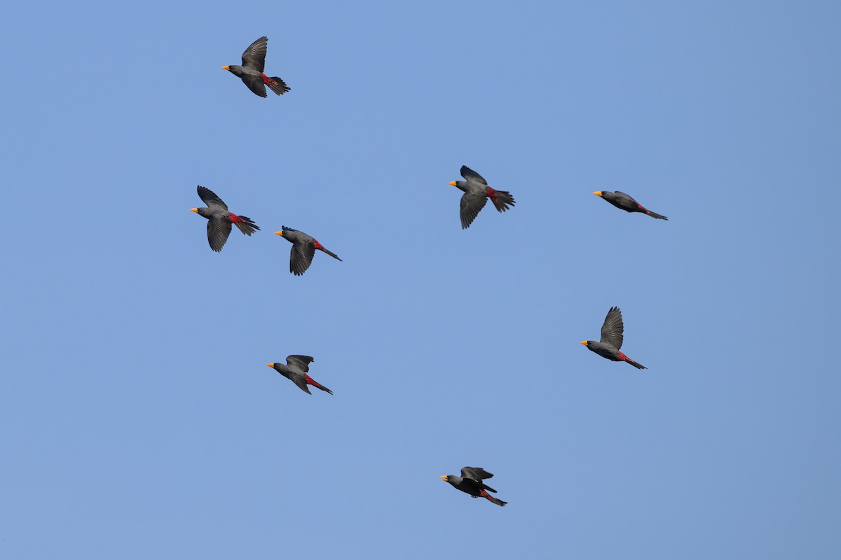 Finch-billed Myna - ML615089314