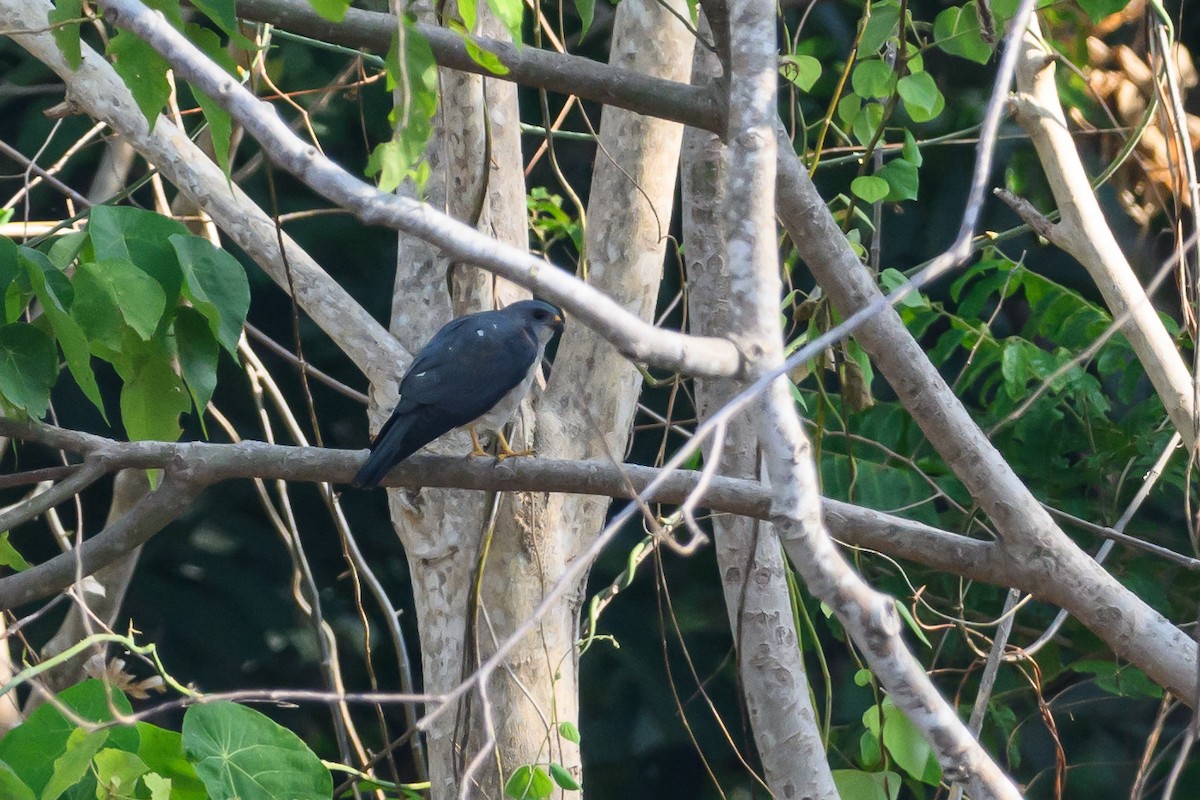 Chinese Sparrowhawk - ML615089317