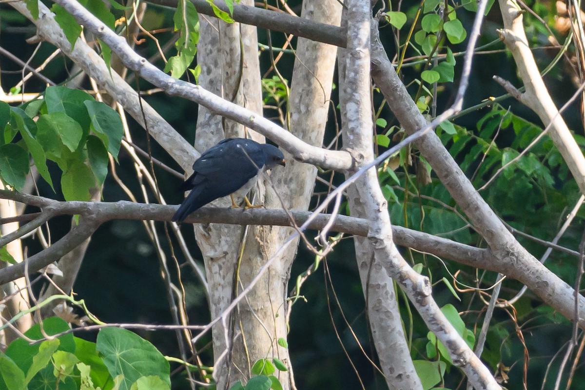 Chinese Sparrowhawk - ML615089319