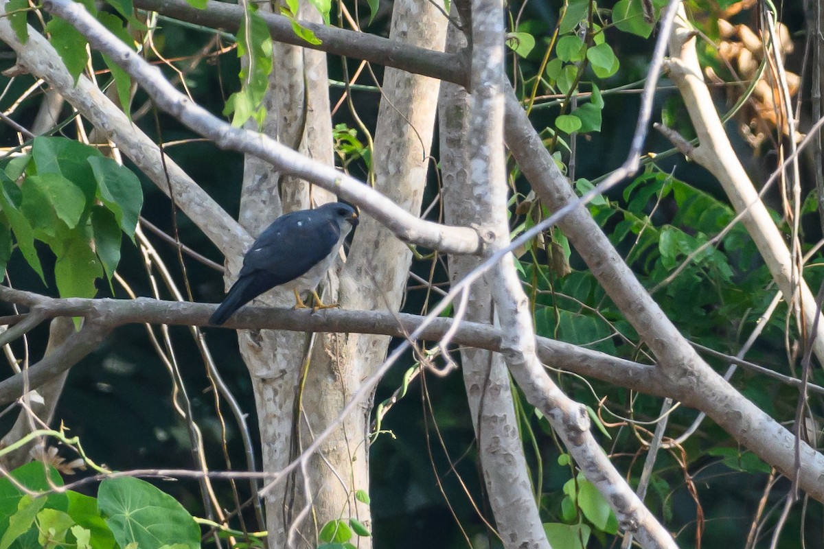 Chinese Sparrowhawk - ML615089320