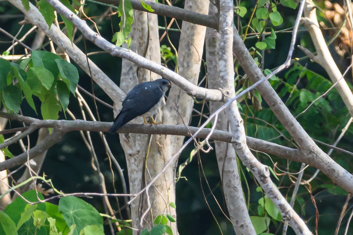 Chinese Sparrowhawk - Stephen Davies