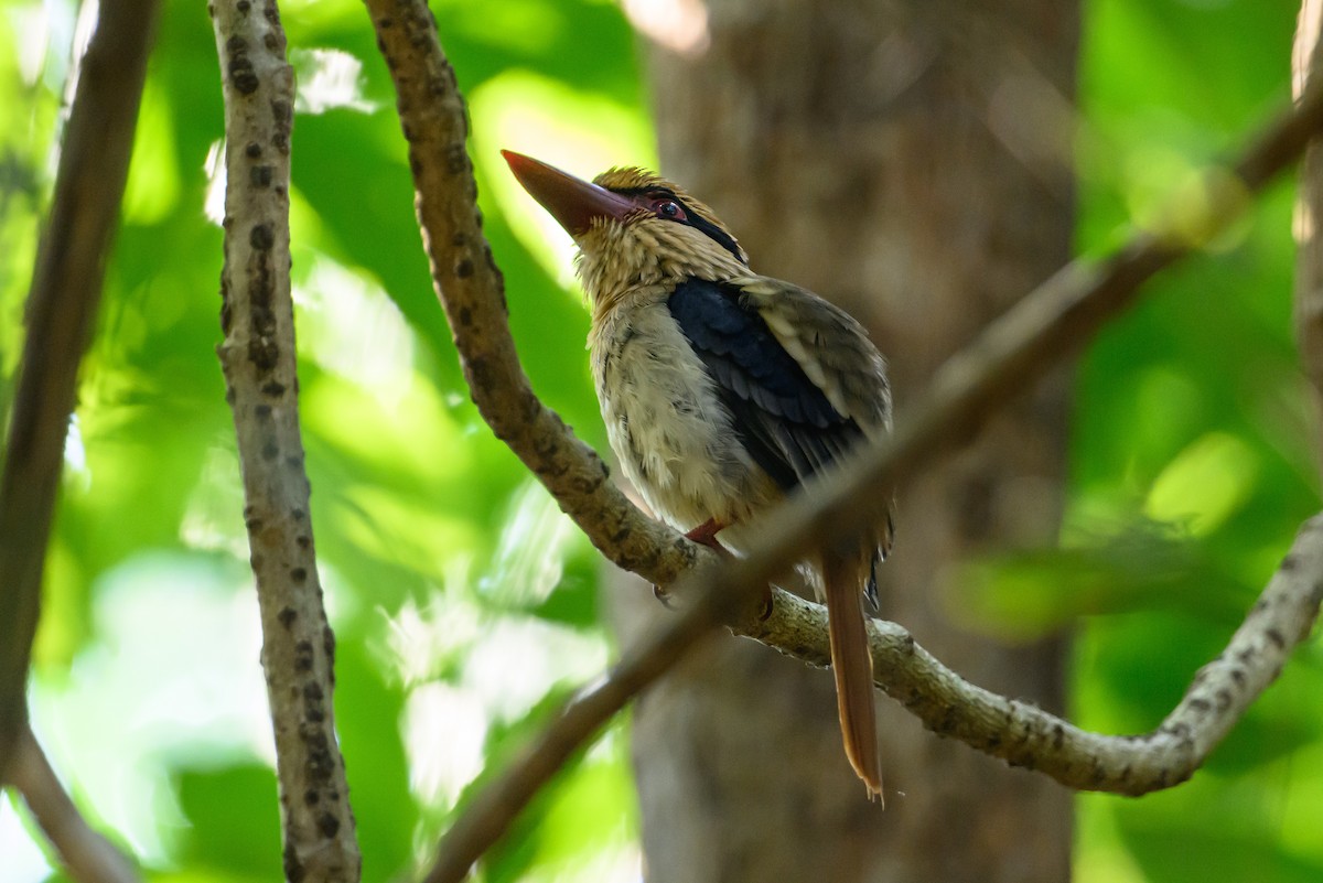 Sulawesi Lilac Kingfisher - ML615089336