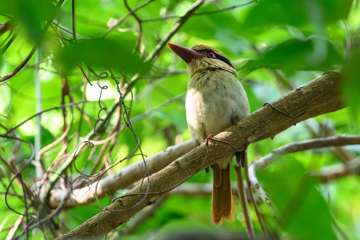 Sulawesi Lilac Kingfisher - ML615089338