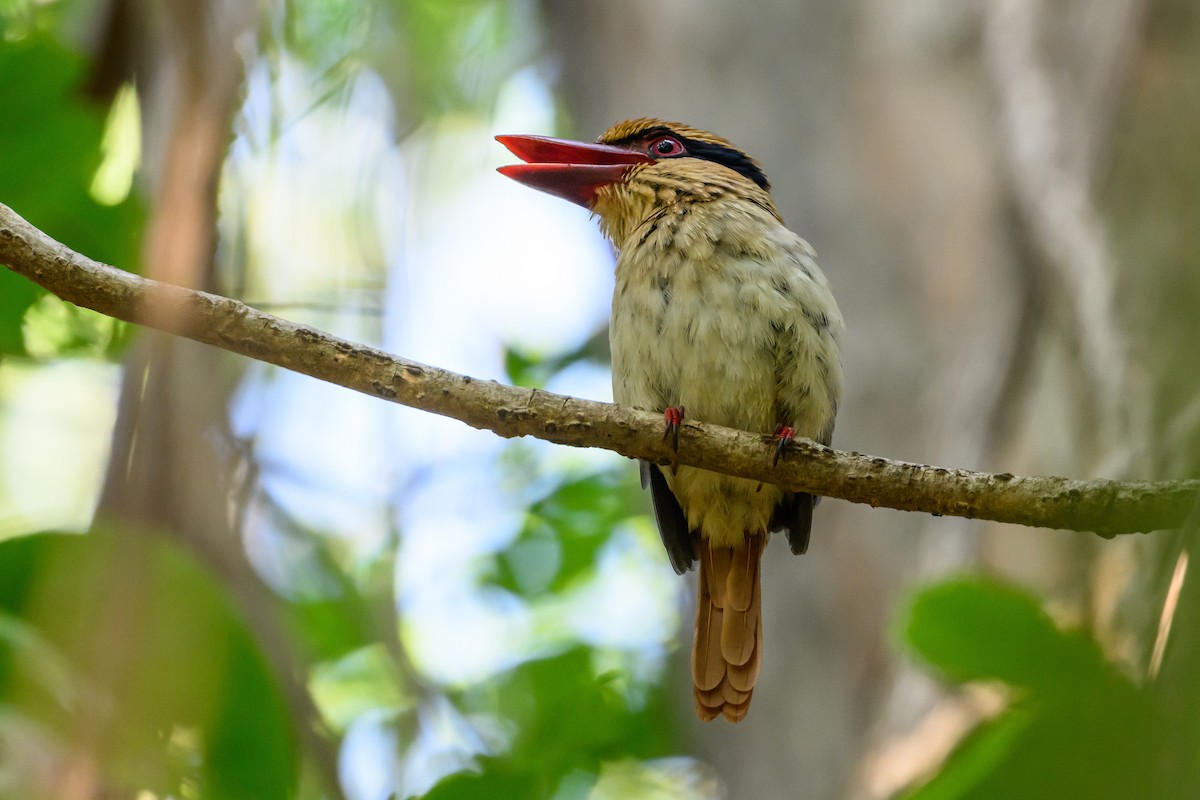 Sulawesi Lilac Kingfisher - ML615089339