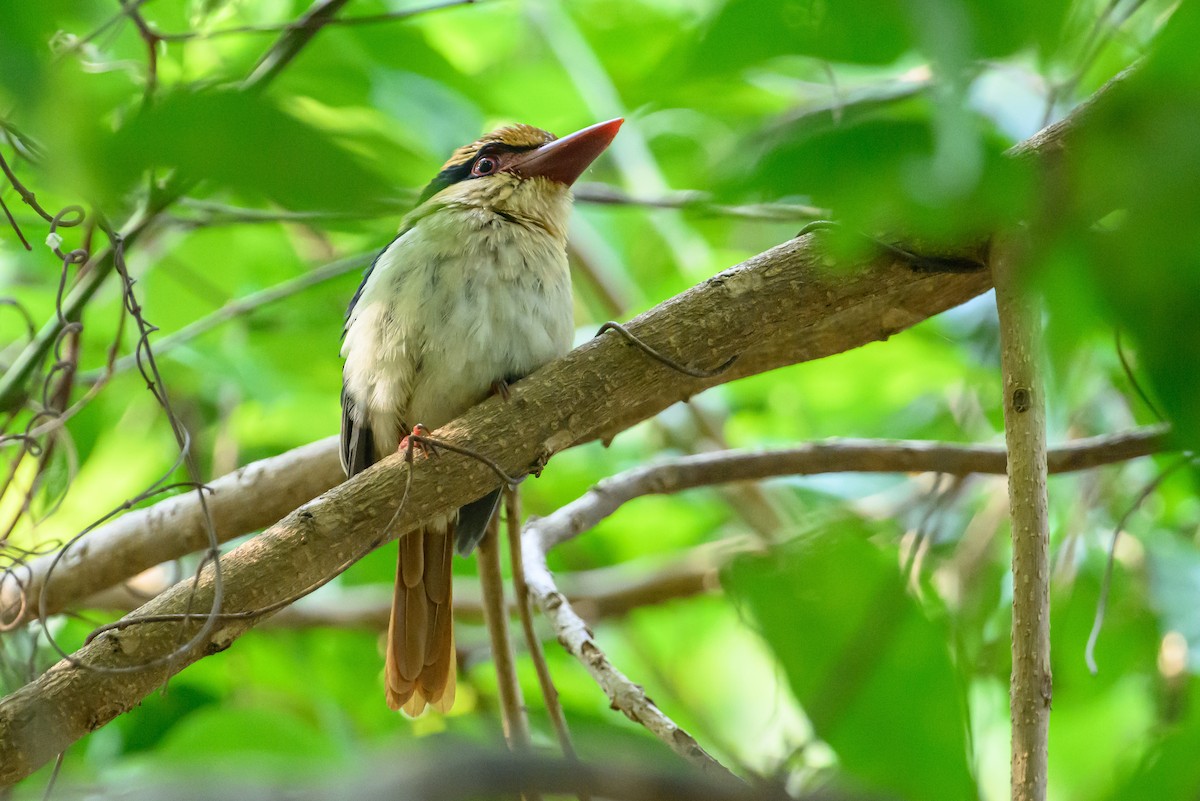 Sulawesi Lilac Kingfisher - Stephen Davies