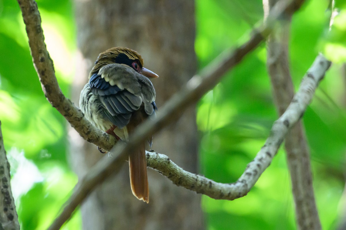 Sulawesi Lilac Kingfisher - ML615089344