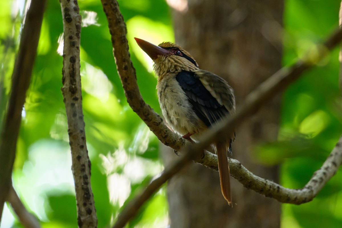Sulawesi Lilac Kingfisher - ML615089347