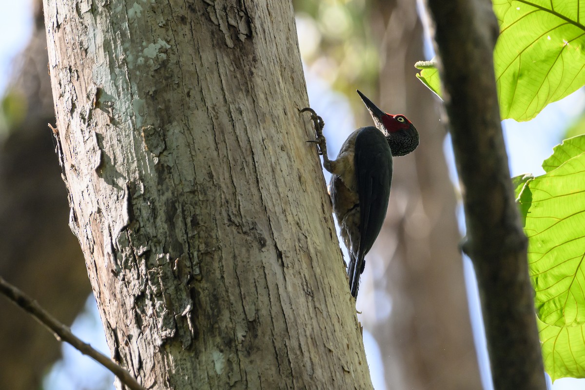 Ashy Woodpecker - ML615089357