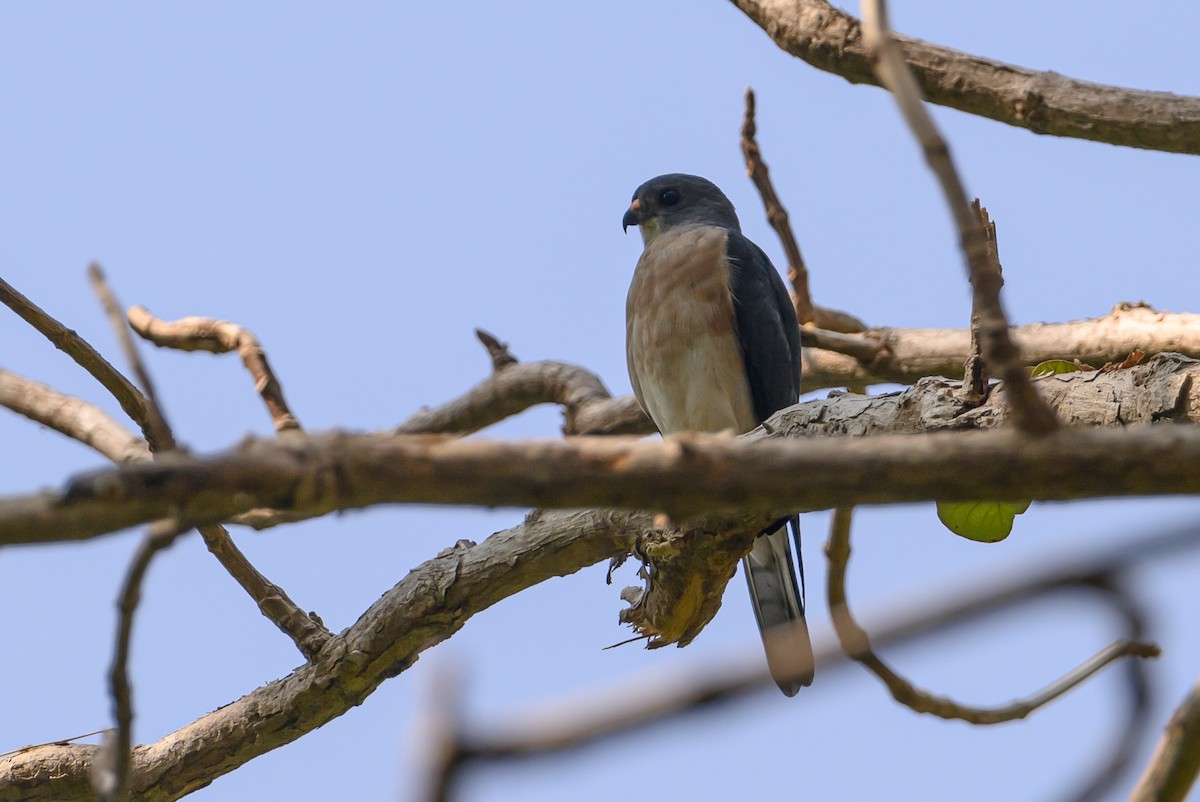 Chinese Sparrowhawk - ML615089380