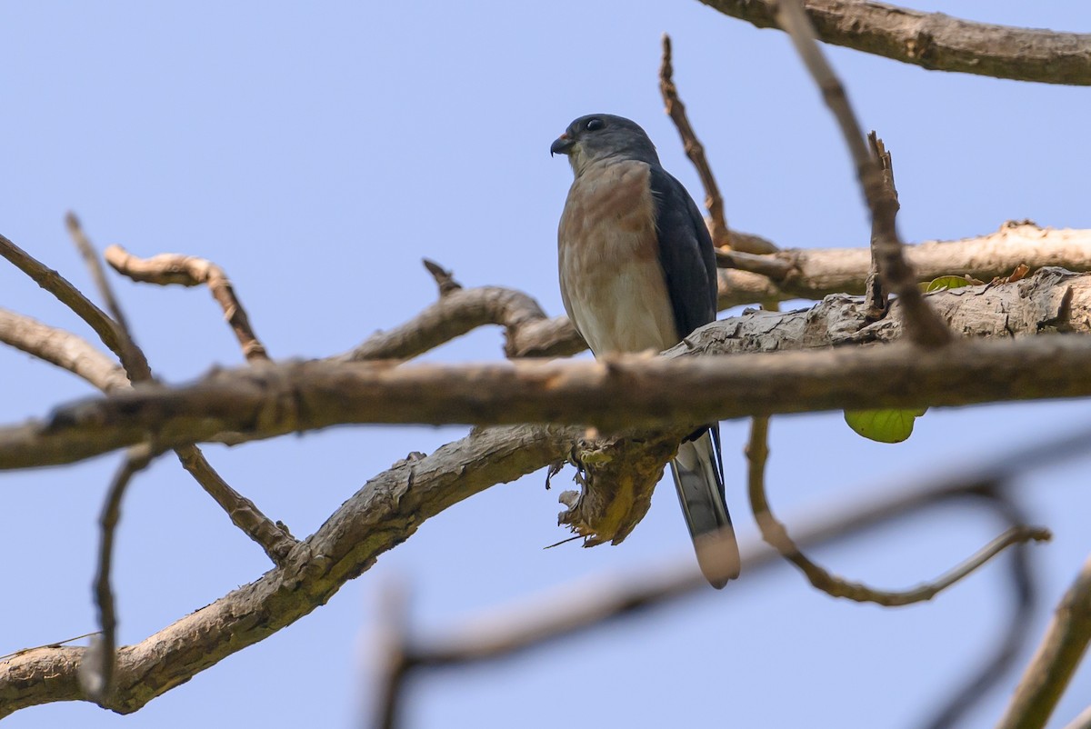 Chinese Sparrowhawk - ML615089381