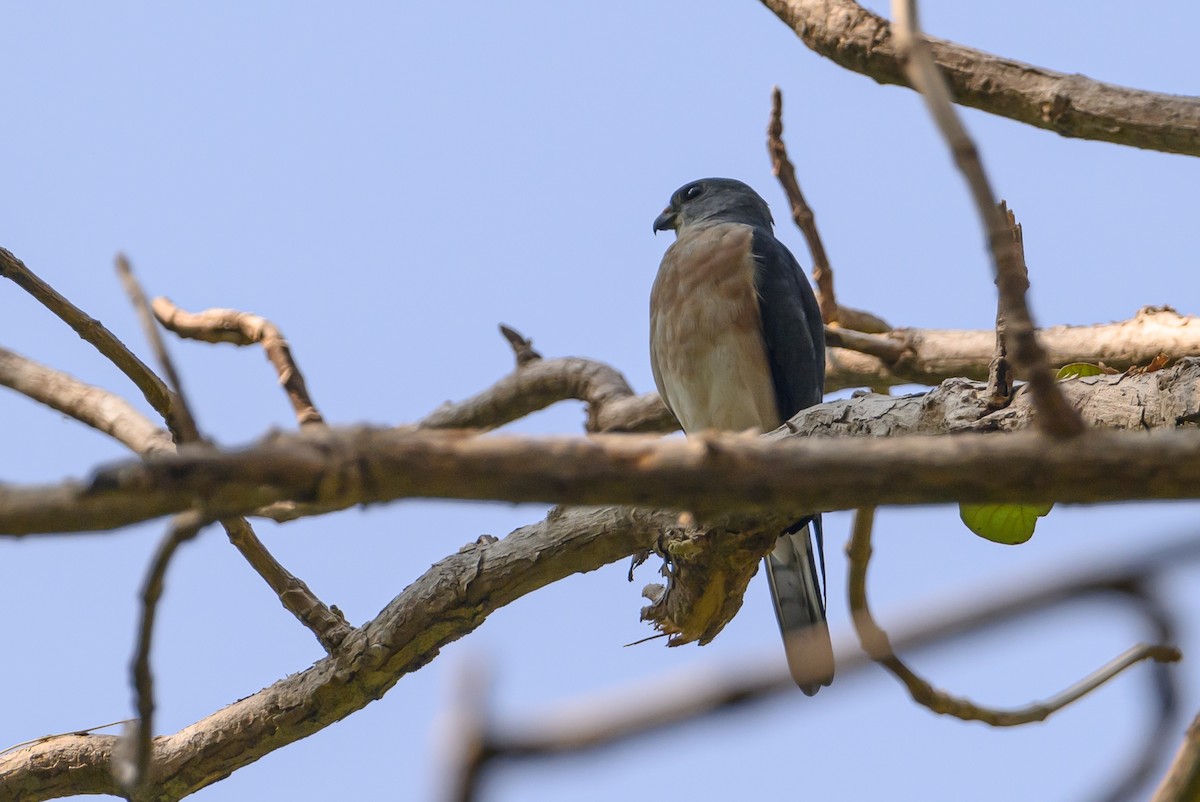 Chinese Sparrowhawk - ML615089382