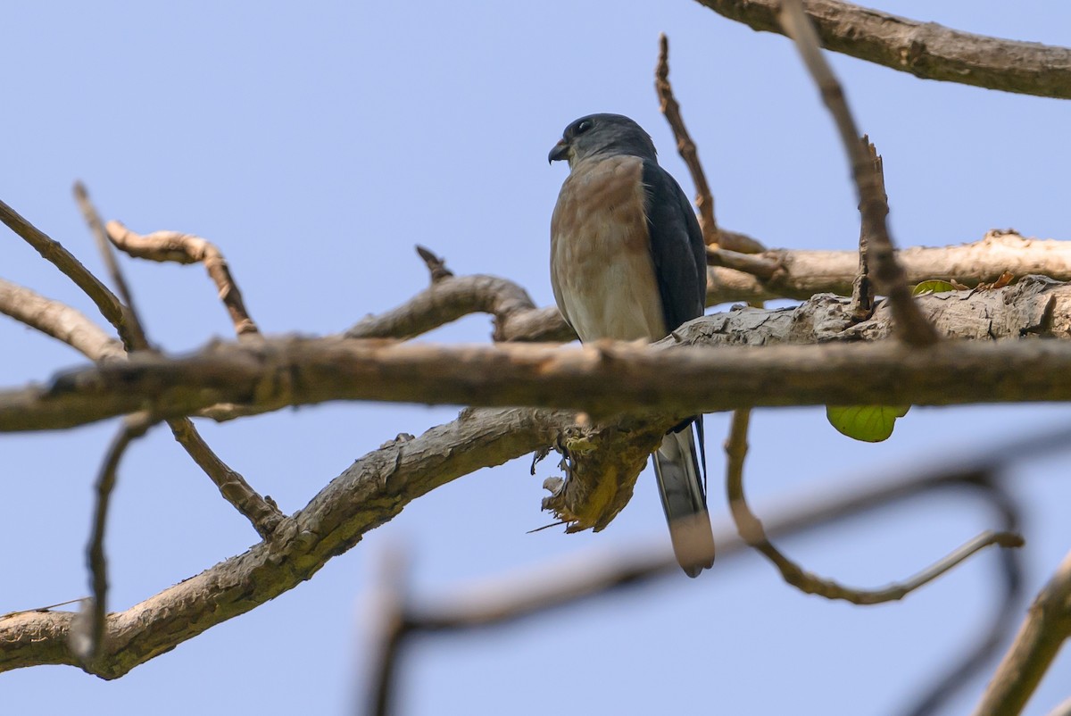 Chinese Sparrowhawk - Stephen Davies