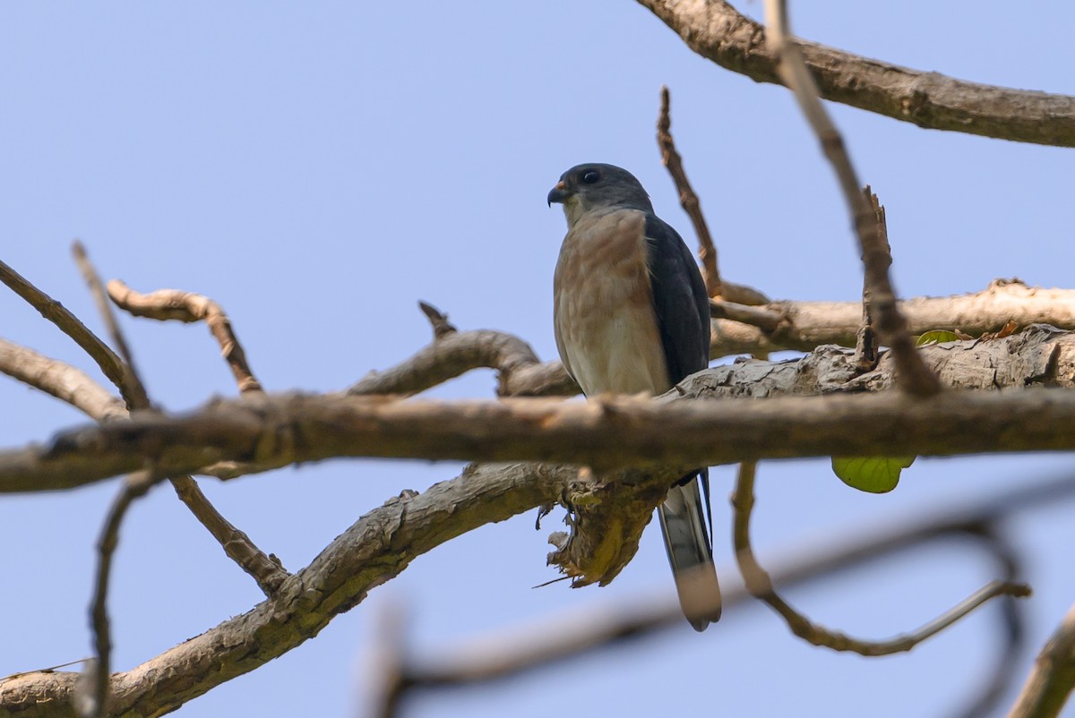 Chinese Sparrowhawk - ML615089385