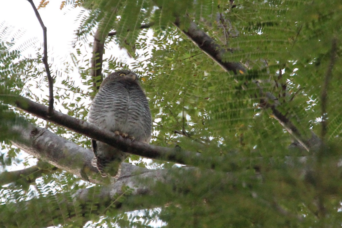 Jungle Owlet - ML615089411