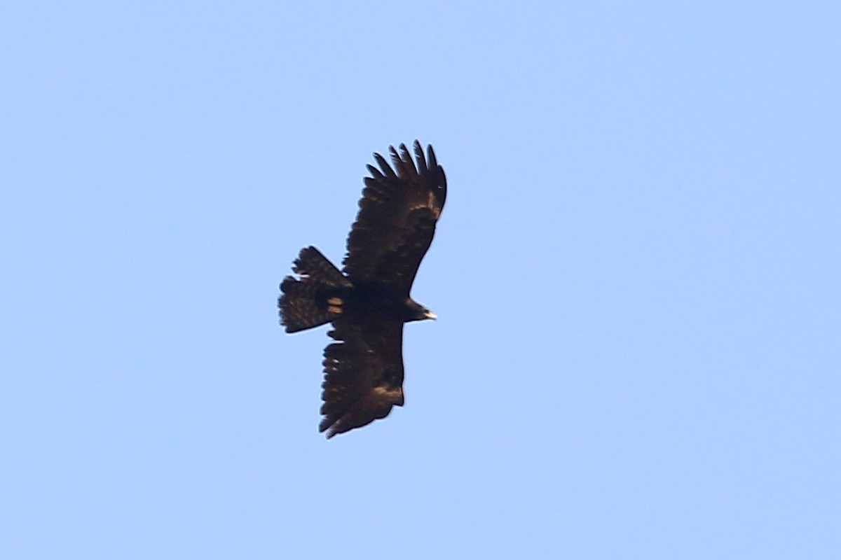 Black Eagle - ML615089455
