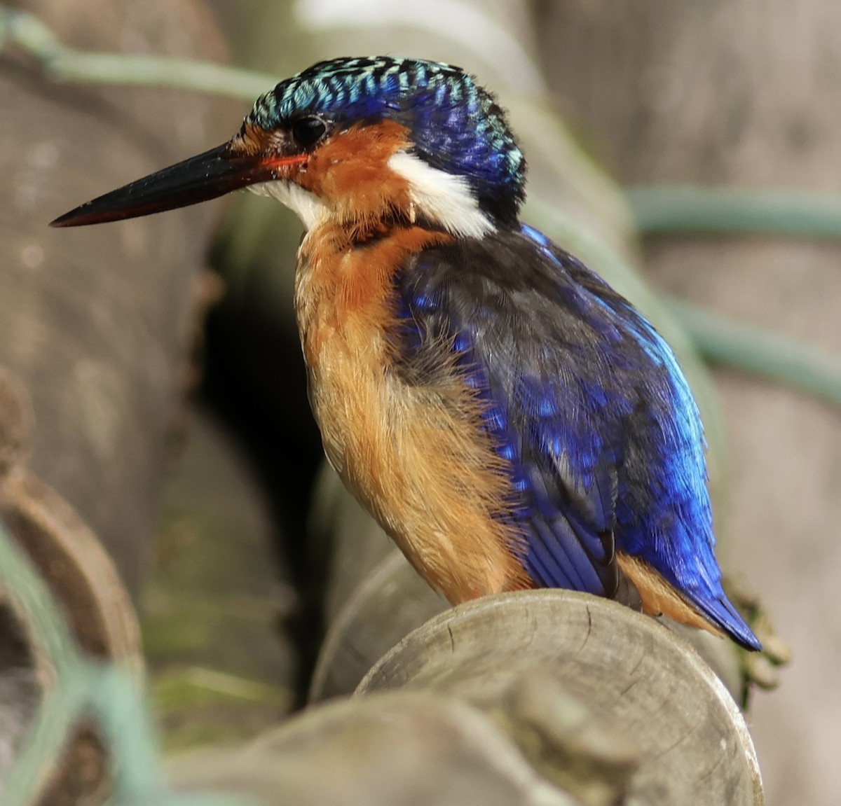 Malagasy Kingfisher - ML615089456