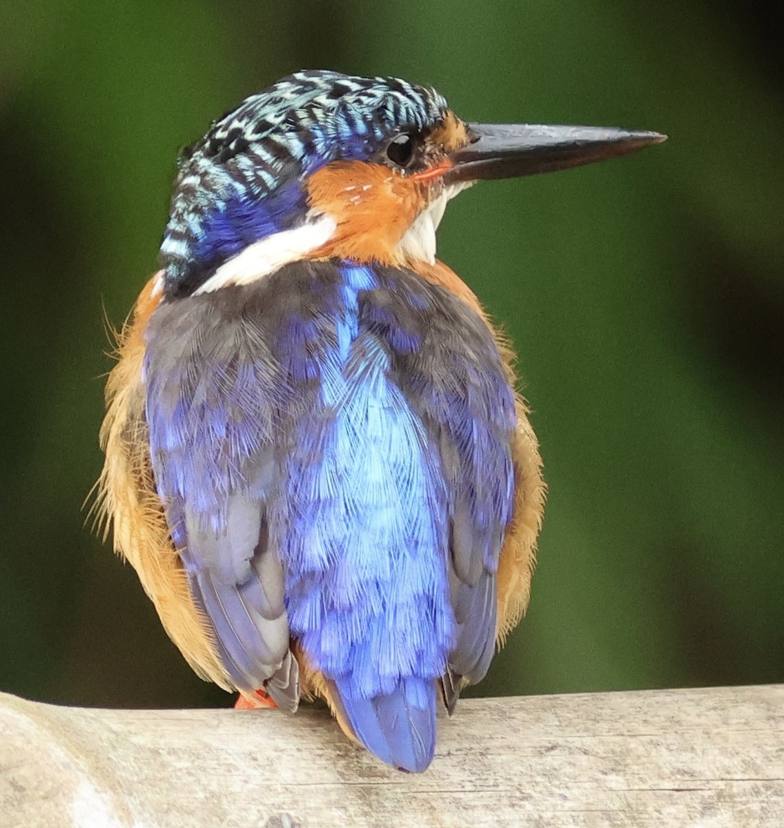 Malagasy Kingfisher - ML615089457