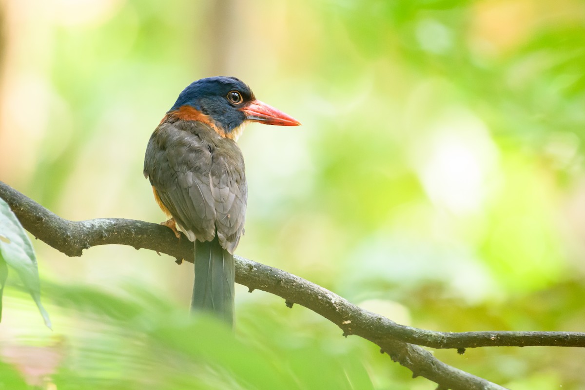 Green-backed Kingfisher - ML615089465