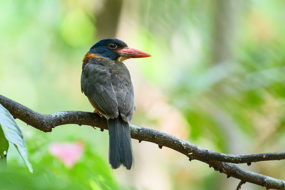 Green-backed Kingfisher - Stephen Davies