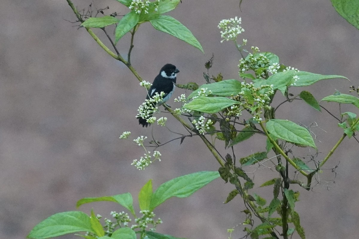 Variable Seedeater (Variable) - ML615089473