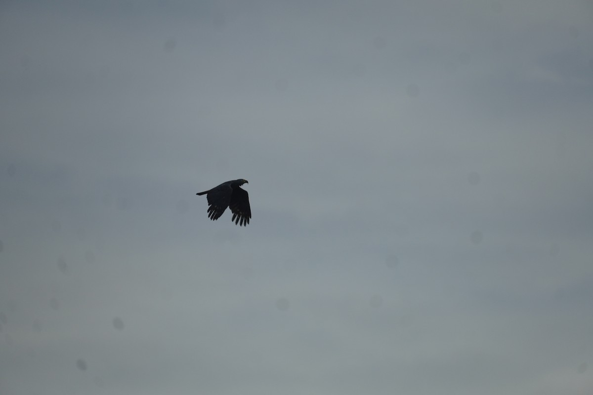 Hook-billed Kite (Hook-billed) - Terry Bohling