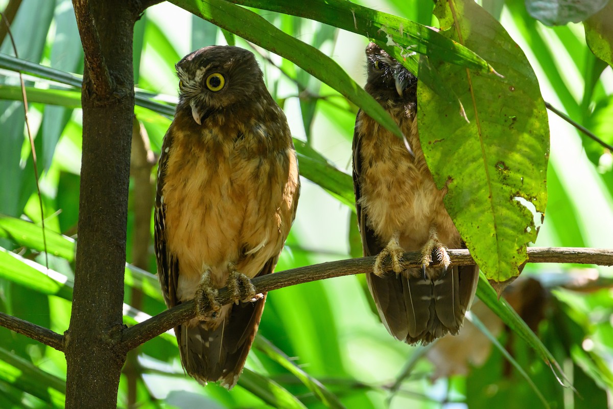 Ochre-bellied Boobook - ML615089519