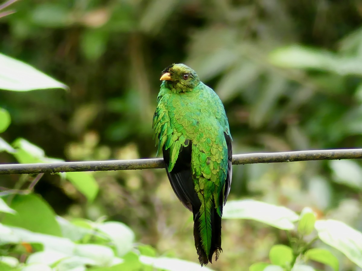 Golden-headed Quetzal - ML615089525