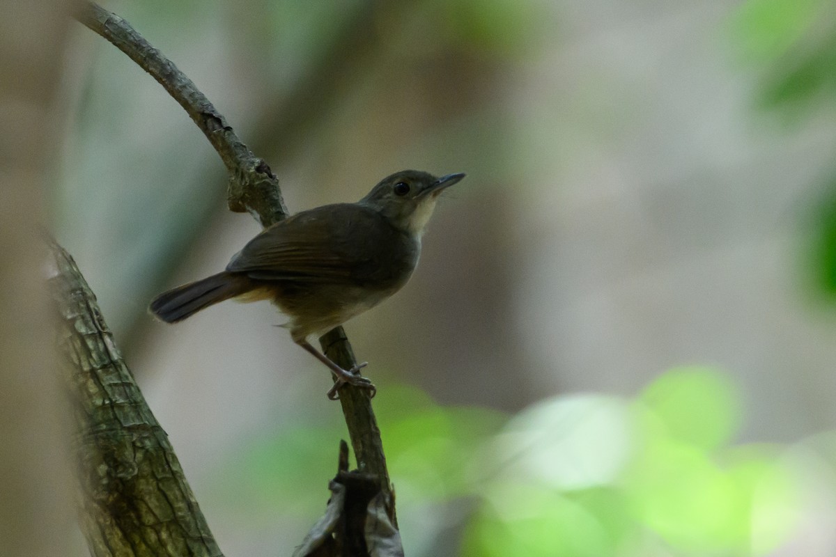 Sulawesi Babbler - Stephen Davies