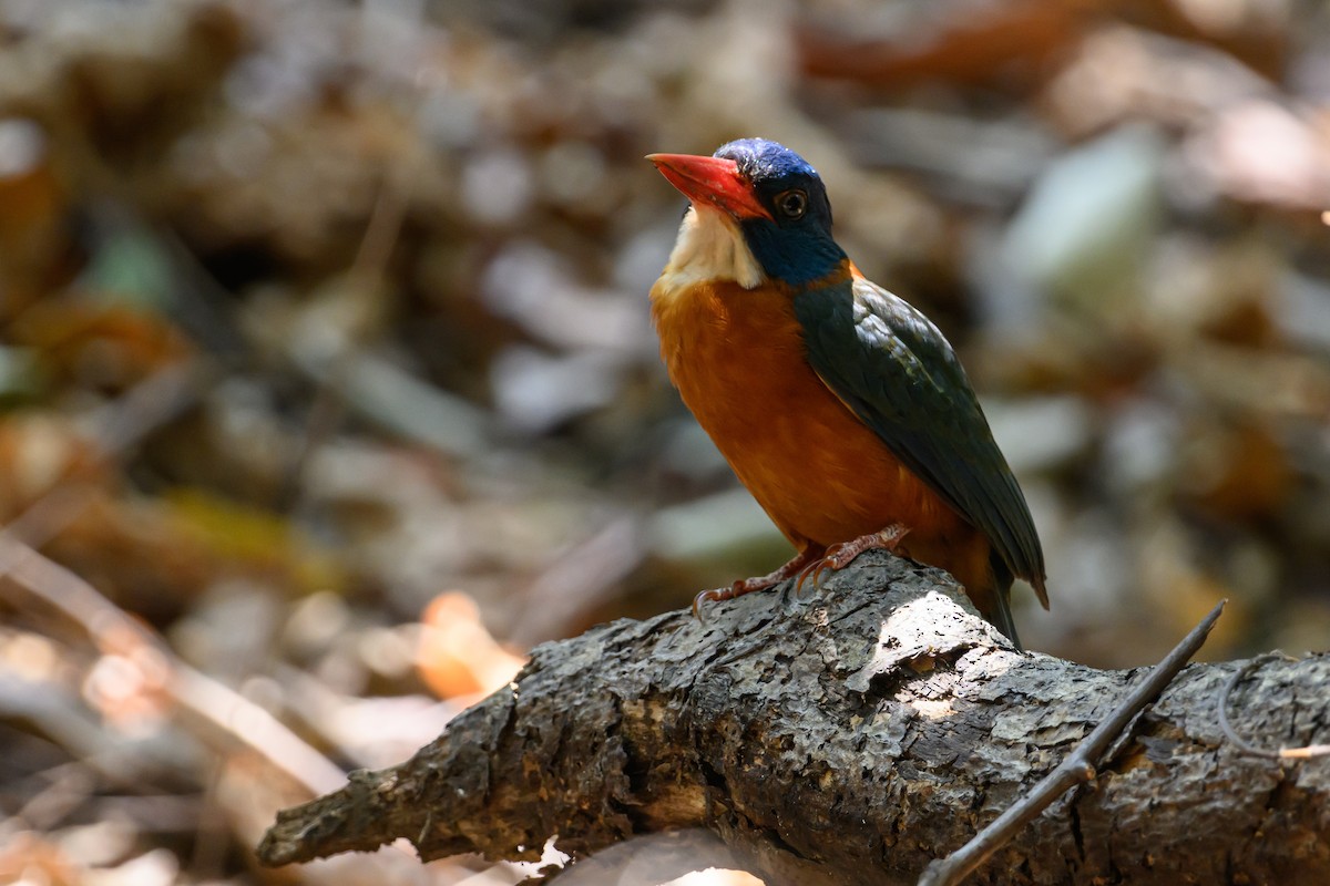 Green-backed Kingfisher - ML615089543