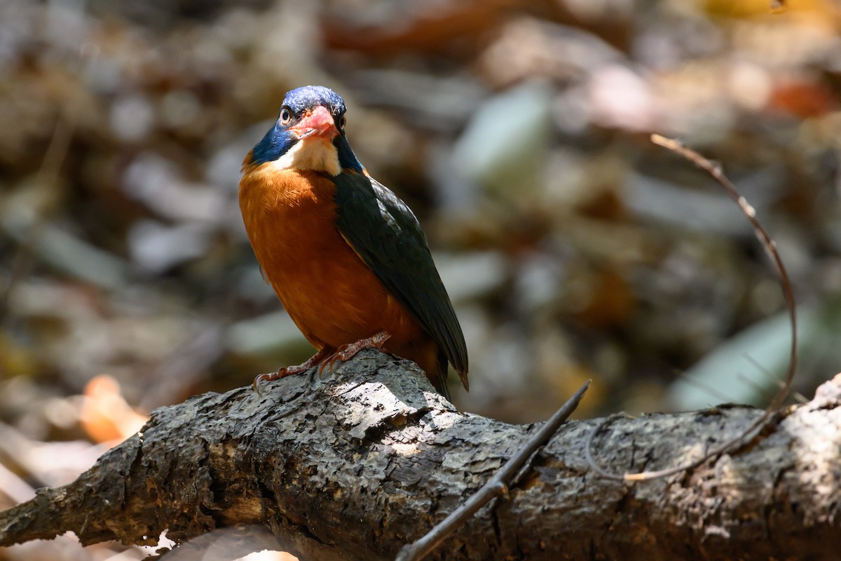Green-backed Kingfisher - Stephen Davies