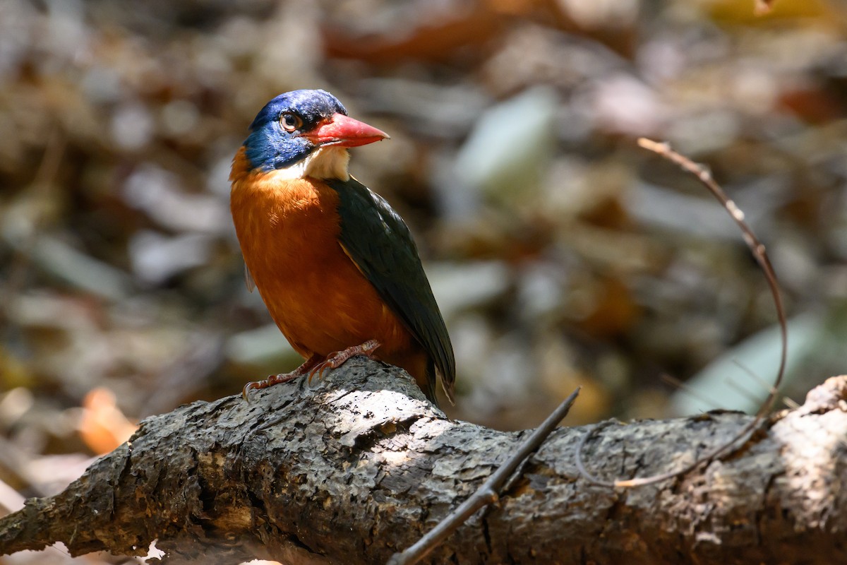 Green-backed Kingfisher - ML615089545