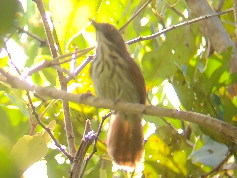 Timalí de Borneo - ML615089555