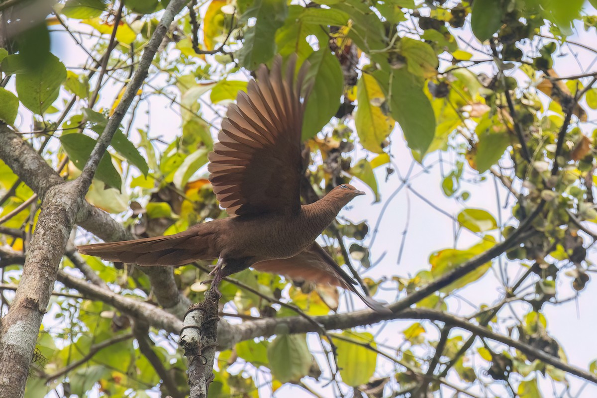 Andaman Cuckoo-Dove - Kalpesh Krishna