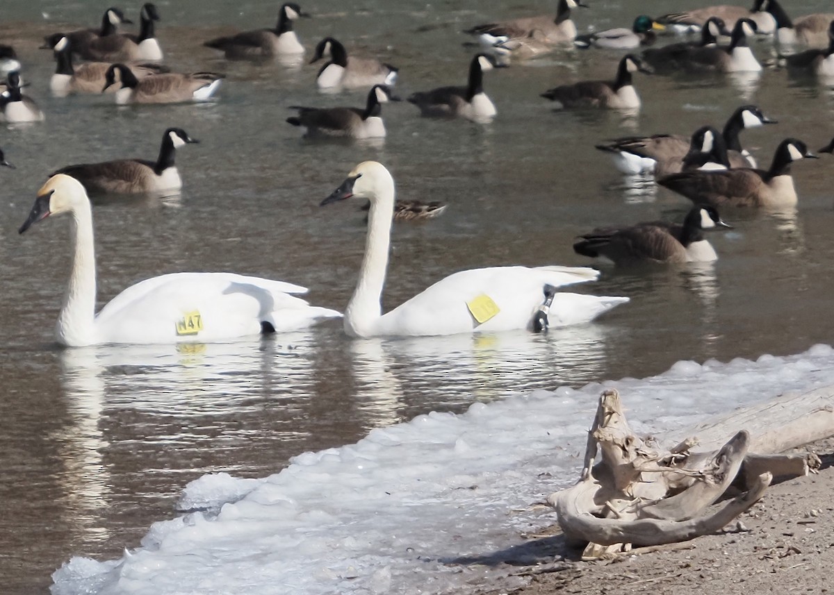 Trumpeter Swan - ML615089627