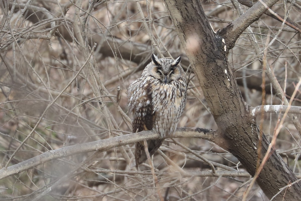 Long-eared Owl - ML615089778