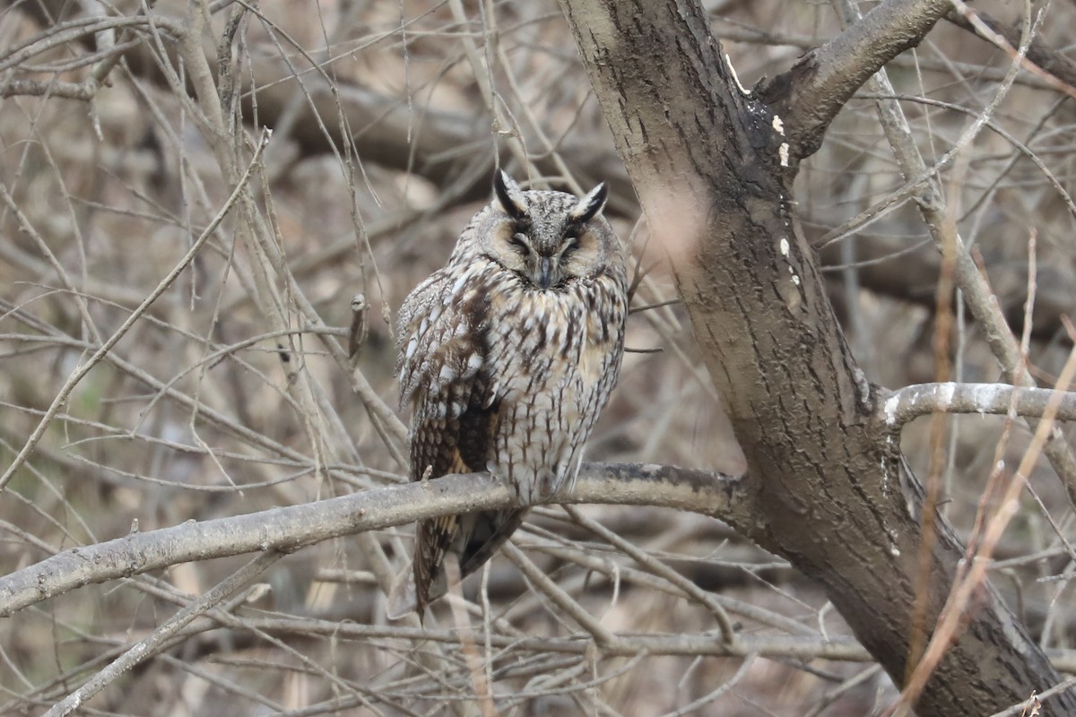 Long-eared Owl - ML615089779