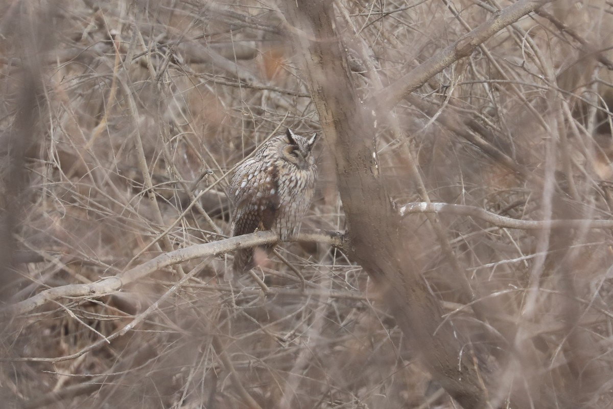 Long-eared Owl - ML615089780