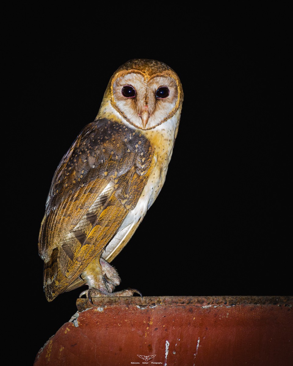 Andaman Masked-Owl - ML615089835