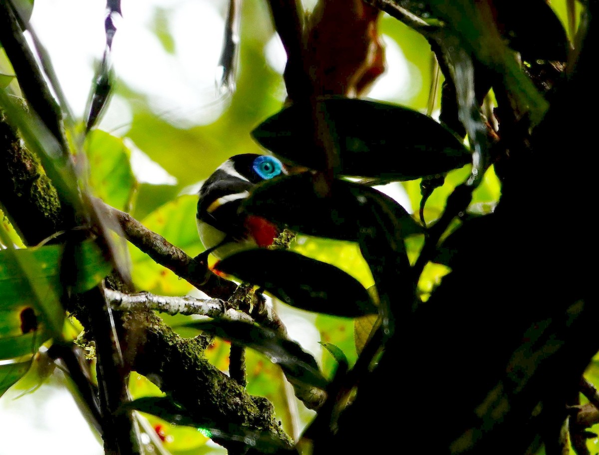 Wattled Broadbill - ML615089932