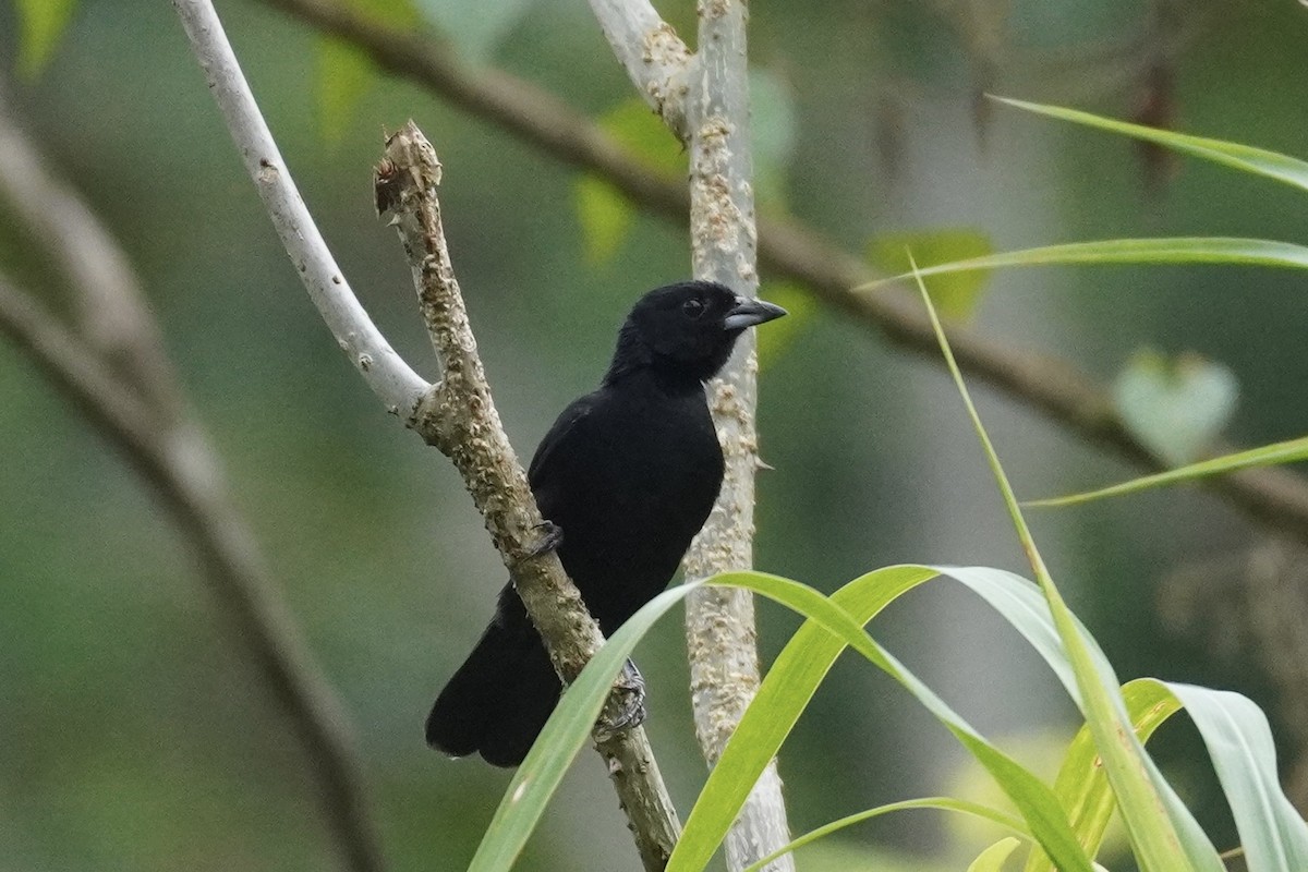 Flame-rumped Tanager (Lemon-rumped) - Terry Bohling