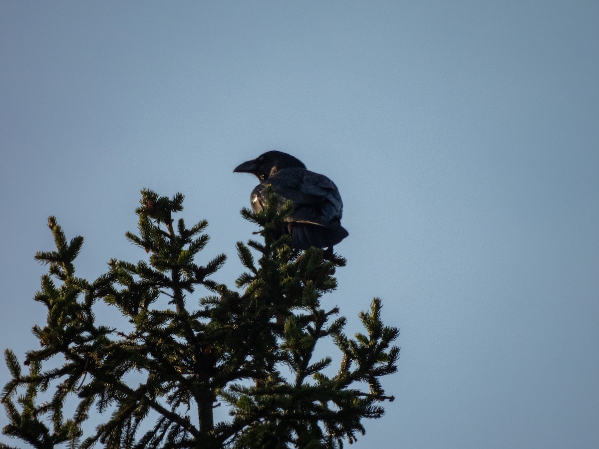 Common Raven - ML615090072