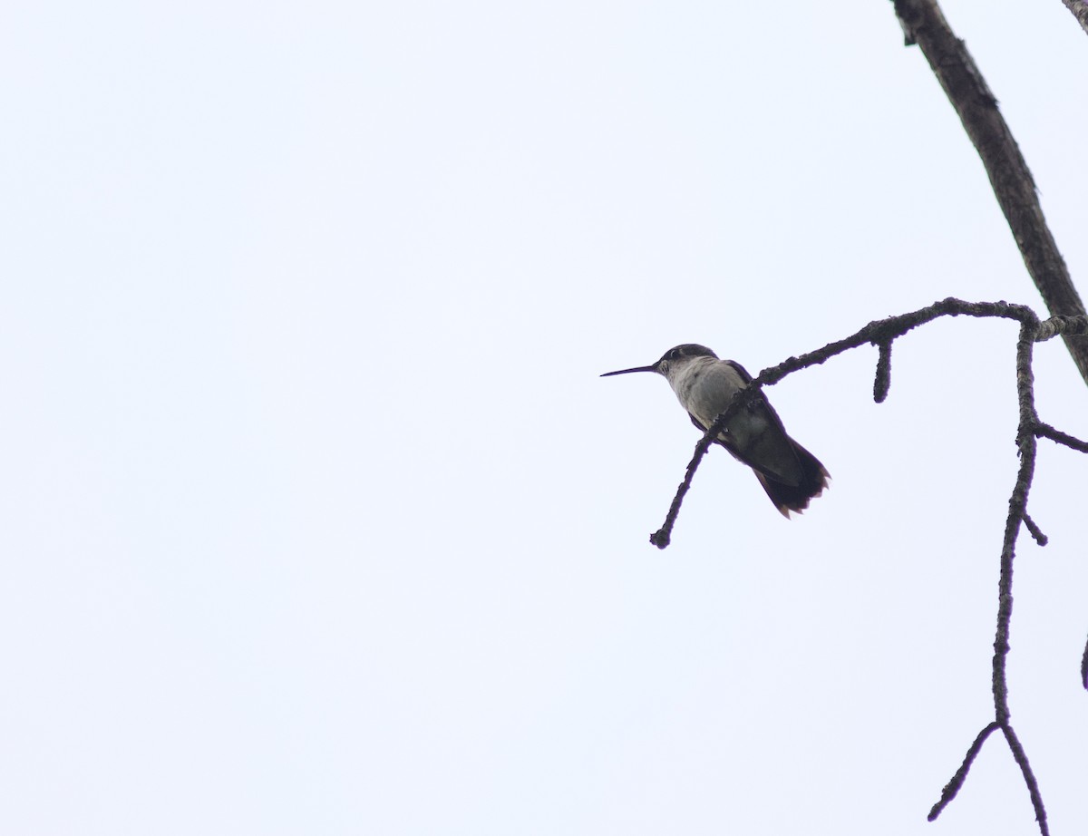 Ruby-throated Hummingbird - ML615090080